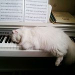 [고양이] 잠이 쏟아진다.      <b>페르시안</b> 냥이.. 이쁜 사진들