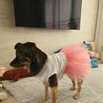 <b>믹스</b>는 사랑입니다! 강아지 자랑