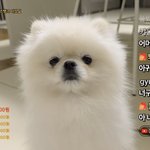 어머 <b>카</b><b>광</b> 강아지