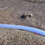 '<b>종말</b>의 날' 예고?…고등학생이 낚은 물고기 정체에 '술렁'