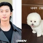 박서준, '김수현 저격설' 불똥→"내새끼 근황"..평온 일상[종합]