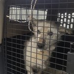 (펌)구미시 유기<b>동물</b>보호센터 <b>동물</b>학대