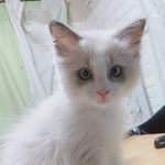 울집 냥이 <b>역변</b>했음