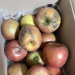 쿠팡 여기 사과 절대 <b>사지</b> 마세요