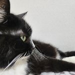 우리집 <b>귀요미들</b>