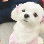 꿀타래