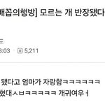 [쓰담쓰담] 강아지 <b>반장</b>선거 근황 ㅋㅋ...
