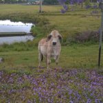 호주 <b>워홀</b>갔을때 찍은 사진