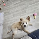 [강아지] +사진 추가!! 나도 울 강아지 자랑해본다! -2탄