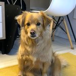 [강아지] 우리집 <b>믹스</b>견 자랑 (한두개 섞인게아님)