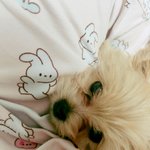 [강아지] <b>울</b><b>집</b> 애기