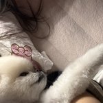 [댓글부탁해] 강아지 <b>자세</b> ㅈㄴ웃김
