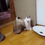 왜 <b>이케</b> 일찍 태어남