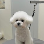 울집 <b>멍뭉이</b>