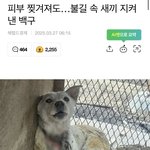 [방탈죄송] 화마 속에서 <b>온몸</b>으로 새끼들을 지켜낸 어린 엄마