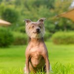 [귀여운<b>동물</b>] 나도나도 우리집 강아지 자랑해볼래