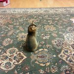 [귀여운<b>동물</b>] 아비시니안 고양이/ 세살버룻 여든간다