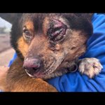 [드루와] 산불속에서 발견된 강<b>쥐들</b>ㅠ