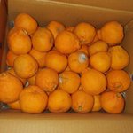 [왜그러니] <b>한라</b>봉을 주문했는데