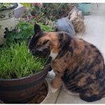 [귀여운<b>동물</b>] 풀 뜯어먹고 화풀이? 하는 고양이