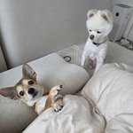 [강아지] 우리 강<b>쥐들</b> 보구가