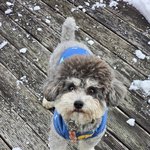 [귀여운<b>동물</b>] 멈머자랑해요