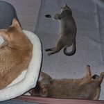 [고양이] 우리집 냥<b>이님</b> 자랑