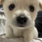 [드루와] 나 지피티 <b>유료</b>인데 지브리그림체사진 원하는사람