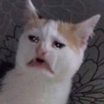 우리집에 <b>동물</b> 있음