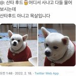 어이없는 댕댕이들 모음