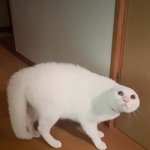 개인적으로 고양이들 젤 커<b>여울</b>때