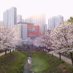 [이것좀봐줘] 집 <b>앞</b> 공원 <b>벚꽃</b> 사진