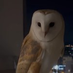 나 진짜 이 <b>올빼미</b> 너무 무서움