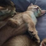 [고양이] 우리집 냥 뽀시래기 <b>시절</b> 자랑