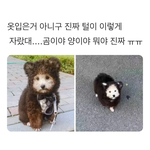 여름에 강아지 옷을 왜입히세요?.jpg