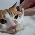 나의 동거묘 <b>도칠</b>이는 십년째 집사랑 살고 있다.