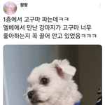 엘베에서 만난 강아지