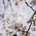 [<b>벚꽃</b>] <b>벚꽃</b>사진