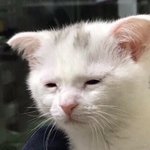 알파메일 <b>호소인</b> 특징