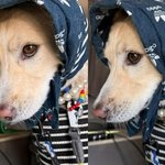 엄정화 반려견, 힙한 <b>두건</b>-주렁주렁 목걸이 "반려견계 지디"