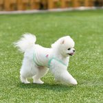 강아지 여름<b>봄옷</b>