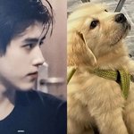 [중남] 중국도 이제 강아지상 배출함ㅠㅠ 진짜 개설렘