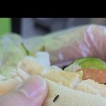 써브웨이<b>벌레</b>조심하세요