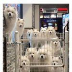 [웃픽] 강아지 카페 진입<b>장벽</b>