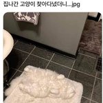 [웃픽] 하루<b>종일</b> 고양이를 찾을 수 없었던 이유
