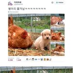 [웃픽] 강아지 때문에 쫓겨난 <b>병아리</b>