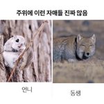 이 짤 남매도 해당됨