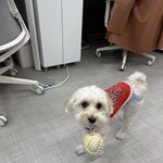 회사다니는 강아지<b>일상</b>