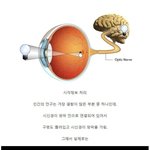 [웃픽] 뇌 사용량의 가장 많은 부분을 <b>차지</b>한다는 기능