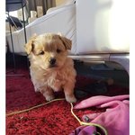 [강아지] 우리집 믹스견 자랑 (한두개 섞인게아님) 2탄 _아기시절